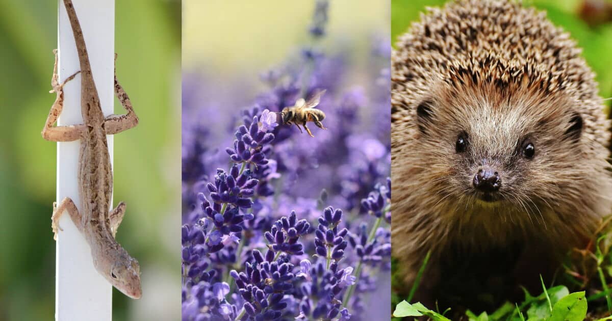 Petits animaux du jardin : les réflexes essentiels à adopter et à absolument éviter pour préserver la biodiversité