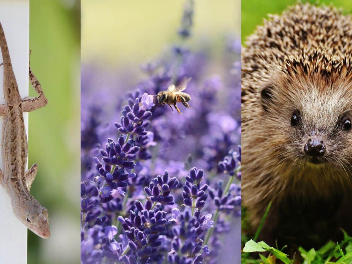 Petits animaux du jardin : voici les gestes essentiels à adopter et à absolument éviter, selon un expert de la biodiversité